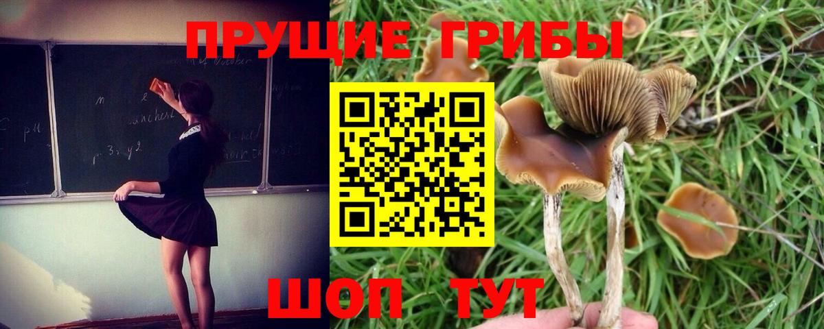 Псилоцибиновые грибы GOLDEN TEACHER Урюпинск